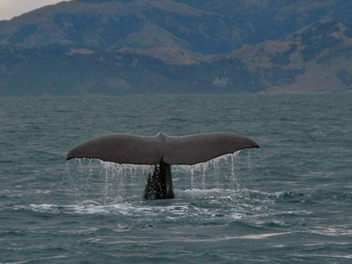 クジラと遭遇した 本当に大きい と実感できる写真 12年2月7日 エキサイトニュース