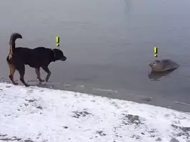 アザラシの赤ちゃんが初めての遊泳 それを見守るママ 動画 年10月8日 エキサイトニュース