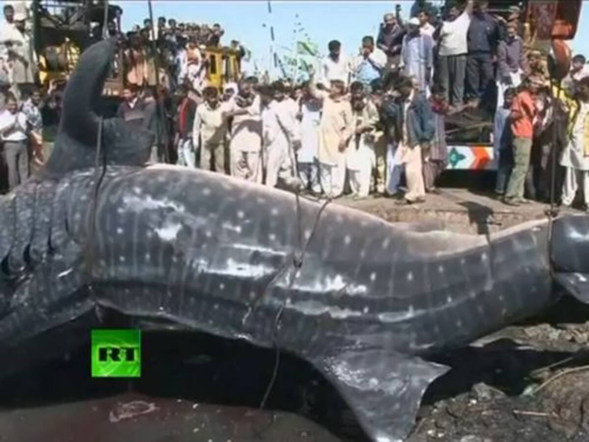 でかっ 体長12mもあるジンベイザメが水揚げされる 動画 12年2月9日 エキサイトニュース