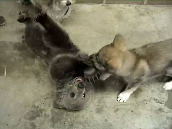 完全にぬいぐるみ じゃれあうオオカミとクマの赤ちゃん2匹 動画 12年2月11日 エキサイトニュース