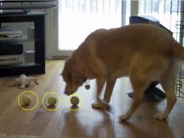 犬がテニスボールを3つ同時にくわえると こんな顔になる 動画 12年2月28日 エキサイトニュース