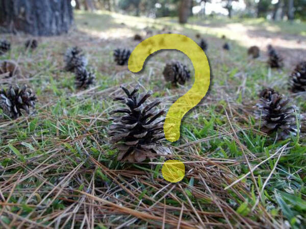 死なないよう気を付けて 10kgもある特大の松ぼっくりの落下に警告 オーストラリア 12年3月4日 エキサイトニュース