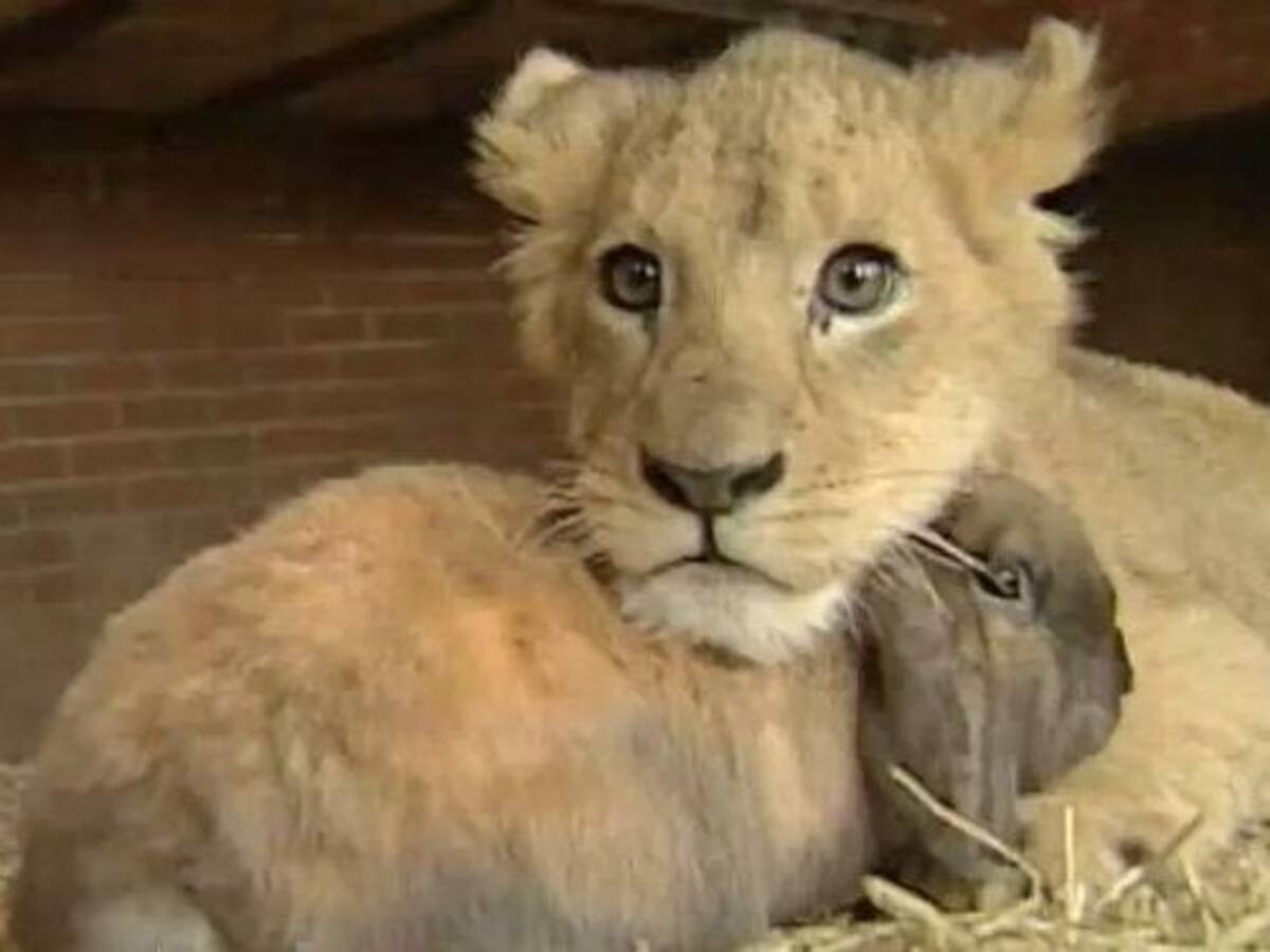 ライオンの赤ちゃん ウサギや犬と仲良く遊ぶ 動画 12年6月24日 エキサイトニュース
