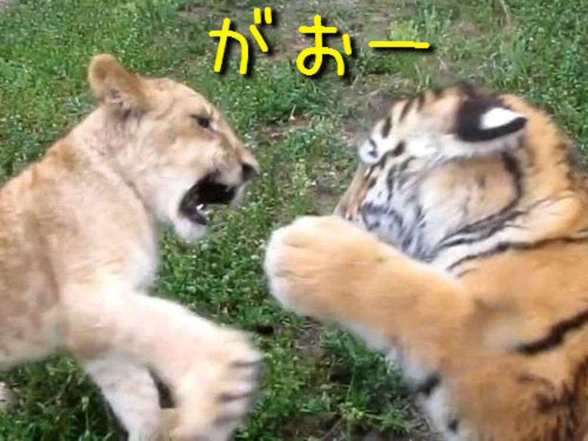 が がおー 虎とライオンの赤ちゃんが対決 動画 12年6月30日 エキサイトニュース