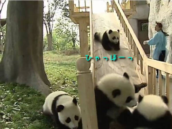 かわいい とにかくかわいい すべり台で遊ぶパンダの赤ちゃんたち 動画 12年7月6日 エキサイトニュース
