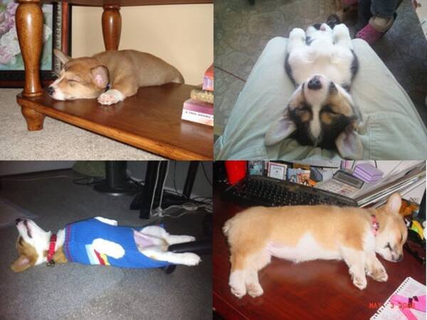 寝てるコーギー犬よりかわいい生き物なんているの 証拠写真26枚 12年7月12日 エキサイトニュース