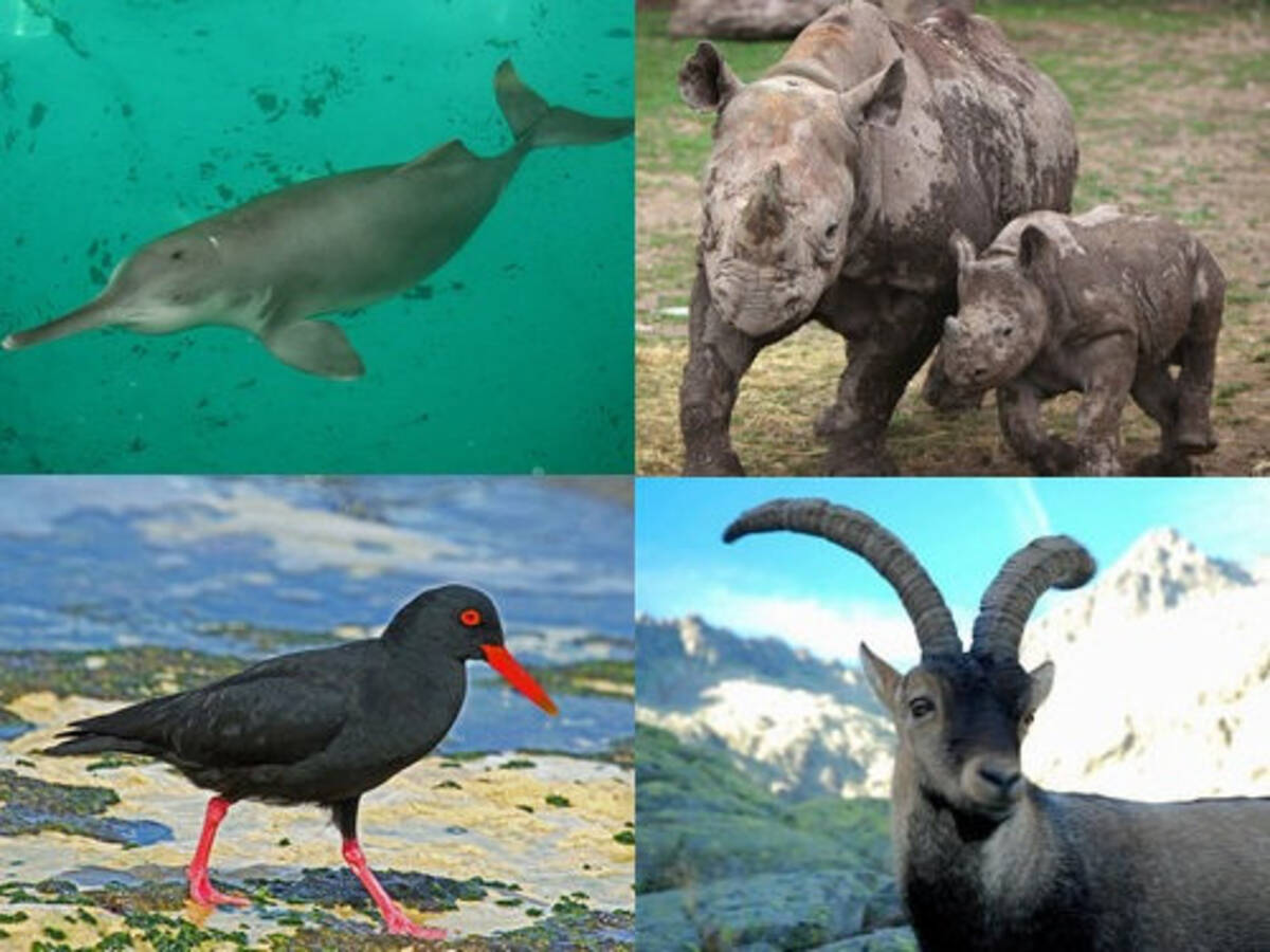 この何十年かの間に絶滅してしまった生物17種 12年8月26日 エキサイトニュース 2 3