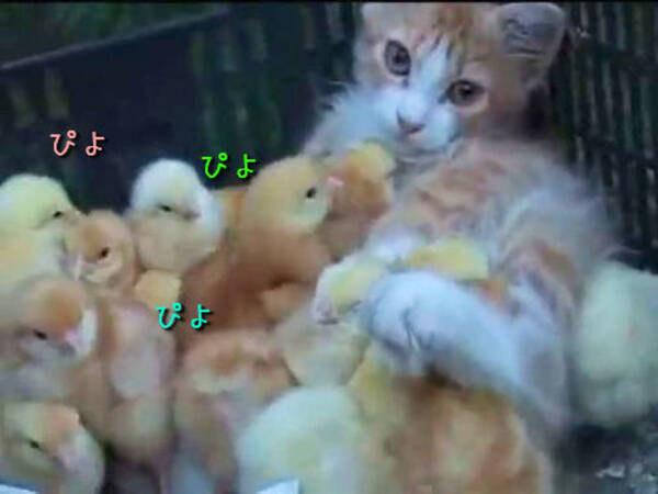 かわいいけどどうして 子猫がひよこまみれに 動画 12年9月2日 エキサイトニュース