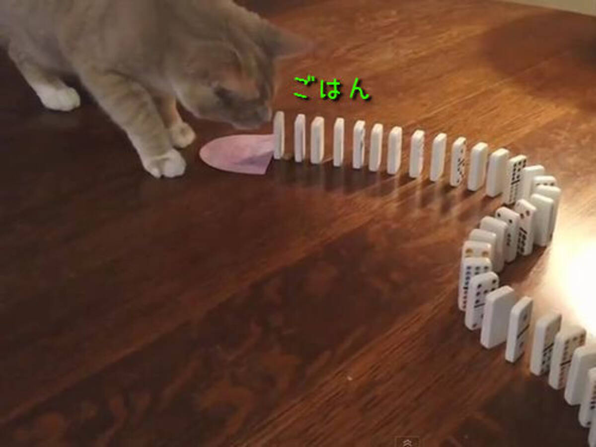 情熱注いでます ピタゴラスイッチな猫のエサやりマシン 動画 12年9月4日 エキサイトニュース
