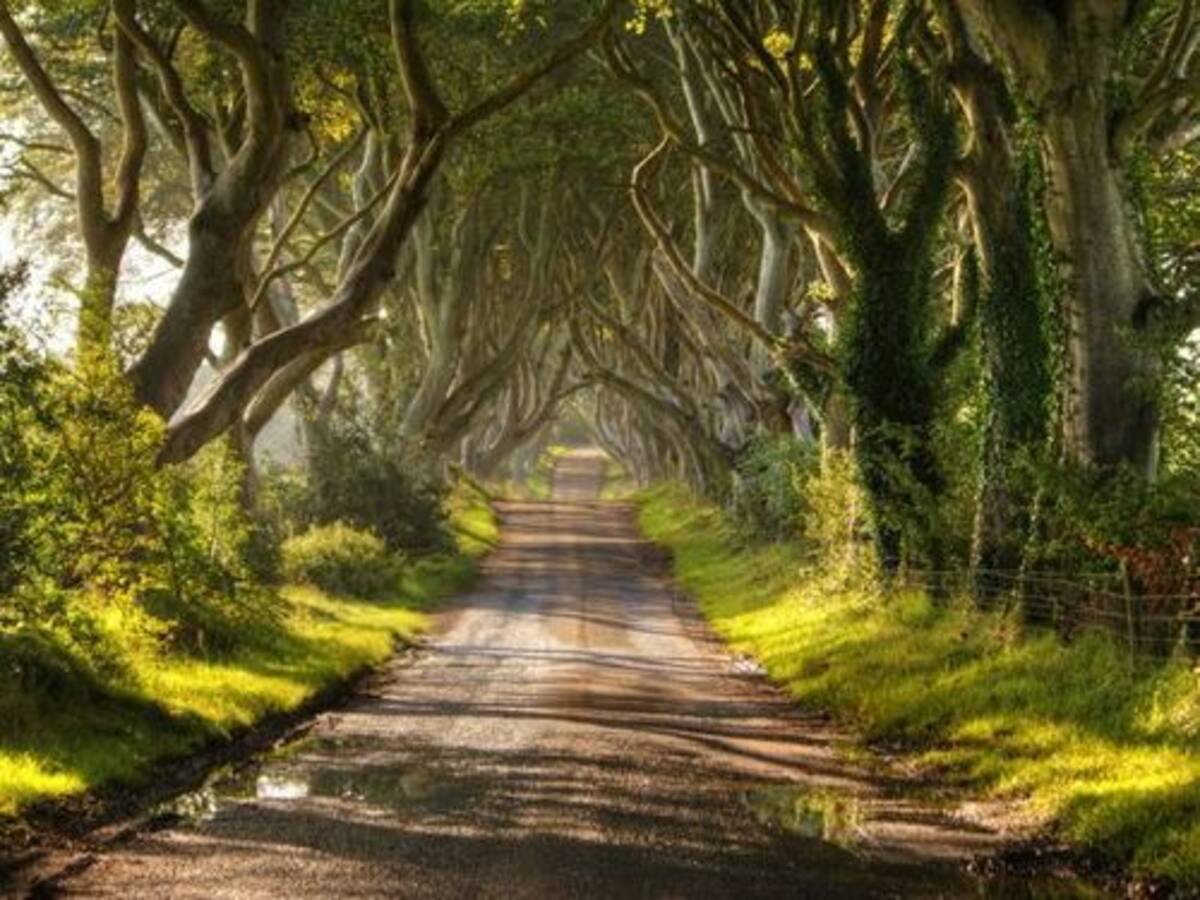 魔女が住んでるとしか思えない 幻想的な北アイルランドの並木道 ザ ダークヘッジ 12年9月10日 エキサイトニュース