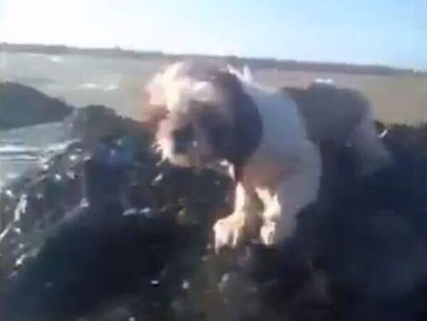 もうじき水没する岩場にシーズー犬を発見 奇跡の救出劇 動画 12年10月21日 エキサイトニュース