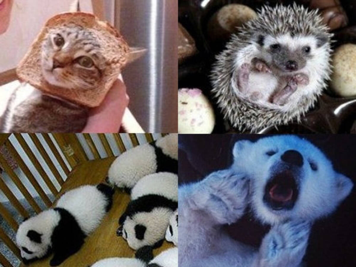 声が出るほどかわいい 動物たちのキュートな写真22枚 12年11月11日 エキサイトニュース