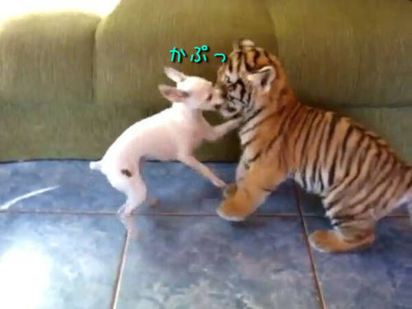 ぴょんぴょん かぷっ 虎の赤ちゃんとチワワがソファの上を駆けずりまわる 動画 12年11月12日 エキサイトニュース