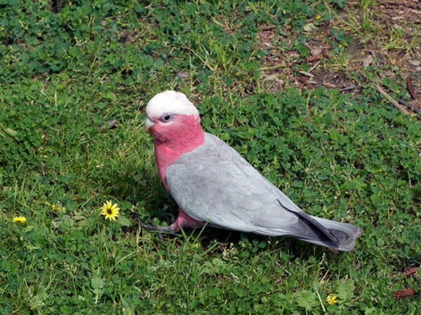 これにはドキッ うちのインコの得意げな顔 という写真 12年12月6日 エキサイトニュース