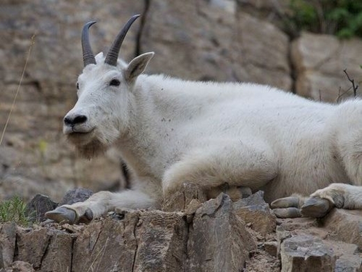 どんな崖でも登る ヤギ がスペインの岩山で動けずにいた理由 18年1月18日 エキサイトニュース