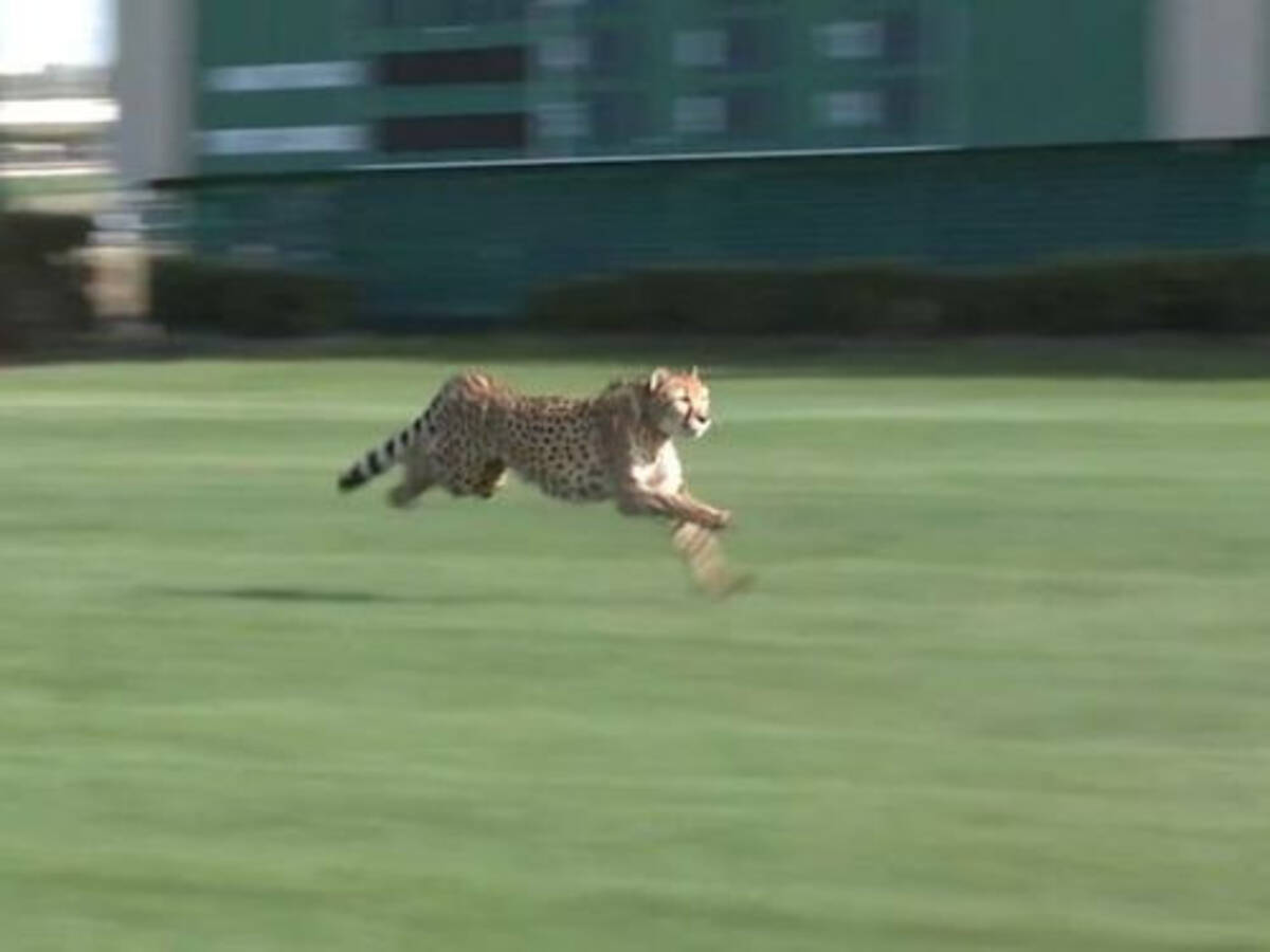 速すぎる 競馬場でチーターを全力で走らせてみた 運動不足解消のため 12年12月19日 エキサイトニュース