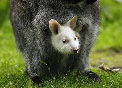 これは癒される 極めつけにかわいい動物の赤ちゃんの写真いろいろ 12年12月23日 エキサイトニュース