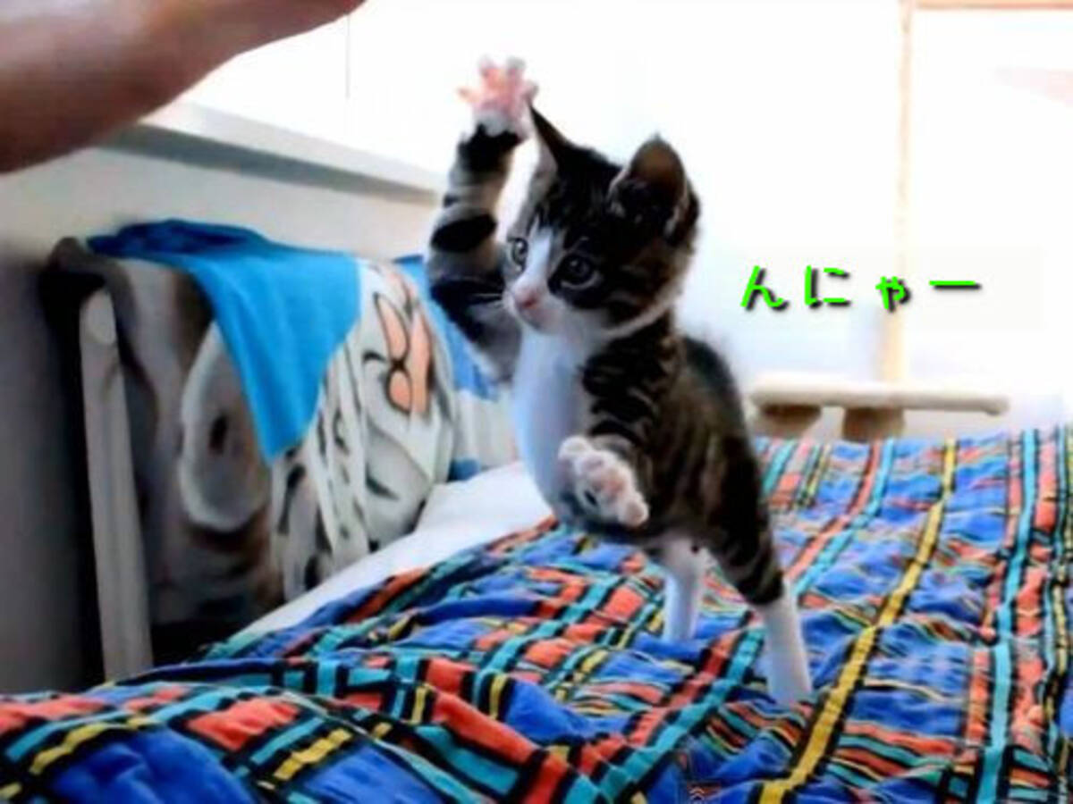 にゃにゃーん 猫が飛びついてくる姿をスローモーションで撮影 動画 13年1月5日 エキサイトニュース