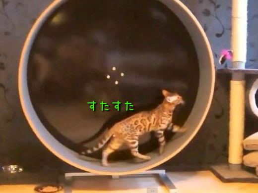 これを見たら ハムスターがくるくる回るのは何でだろう と考えてしまうはず 動画 15年3月24日 エキサイトニュース