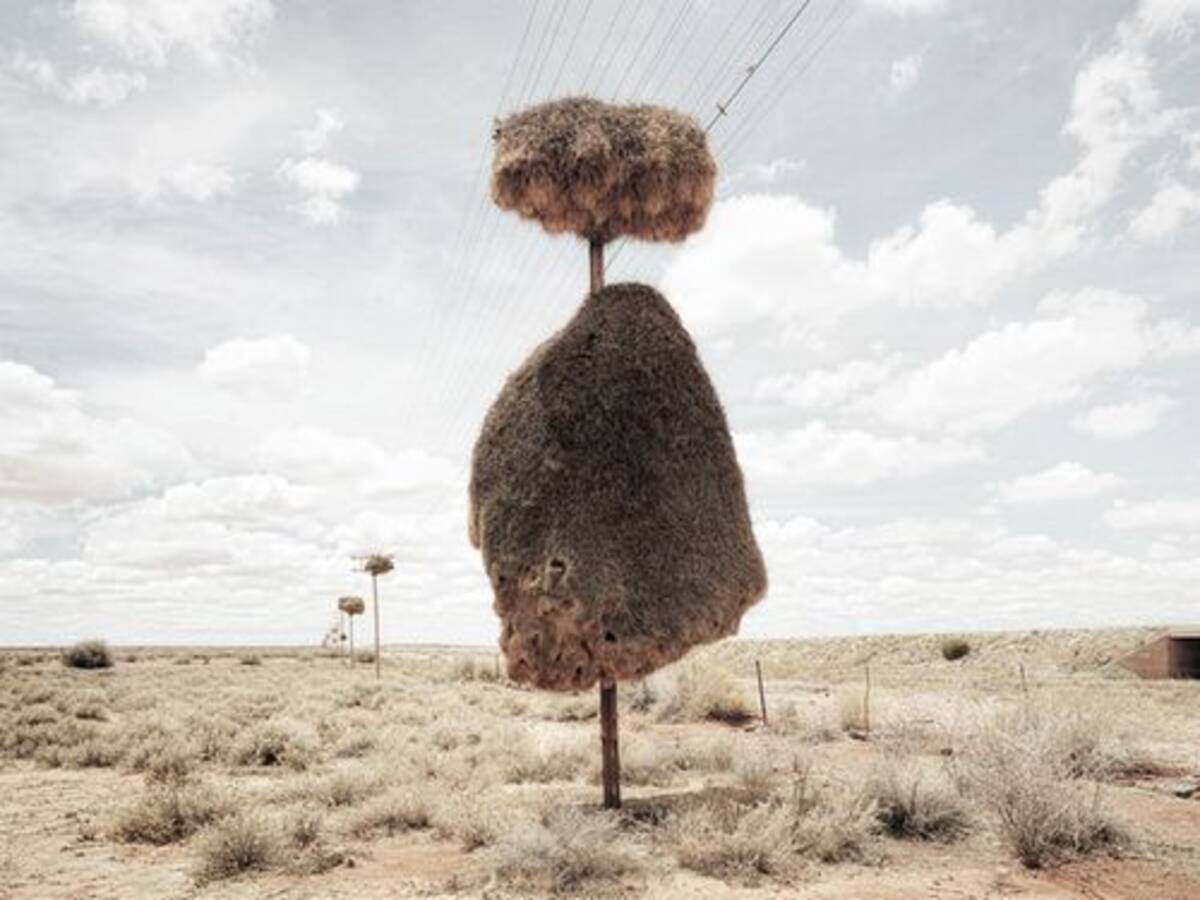 これが電柱だって 巨大マンションのような巣を作る鳥 シャカイハタオリ 13年3月7日 エキサイトニュース