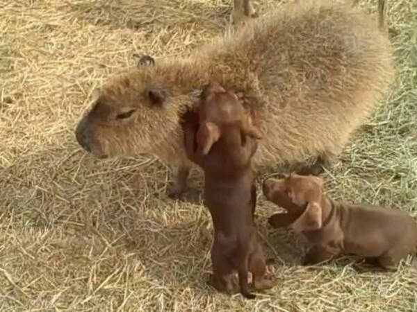 あまりにかわいい カピバラのお母さんが捨て犬の赤ちゃんを育てる 13年3月23日 エキサイトニュース