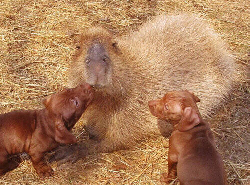 あまりにかわいい カピバラのお母さんが捨て犬の赤ちゃんを育てる 13年3月23日 エキサイトニュース