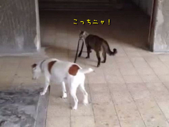 ハイエナの赤ちゃんって こんなにかわいいんだね 動画 13年3月24日 エキサイトニュース
