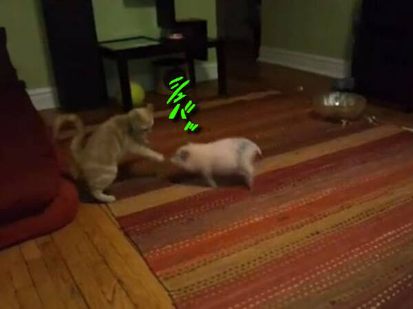 小さなミニブタと猫が対決したら こんなことになる 動画 13年4月13日 エキサイトニュース