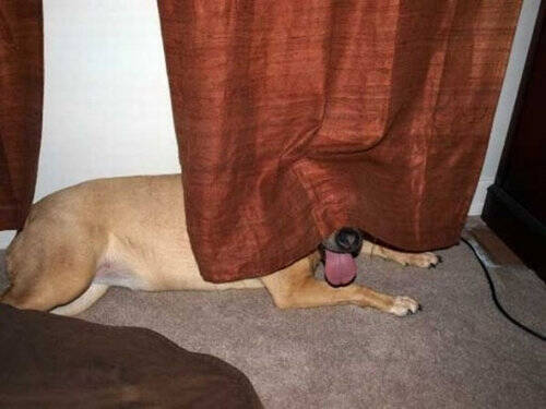 犬ってやつは どうも隠れるのが苦手なようだ と実感する写真いろいろ 13年4月27日 エキサイトニュース