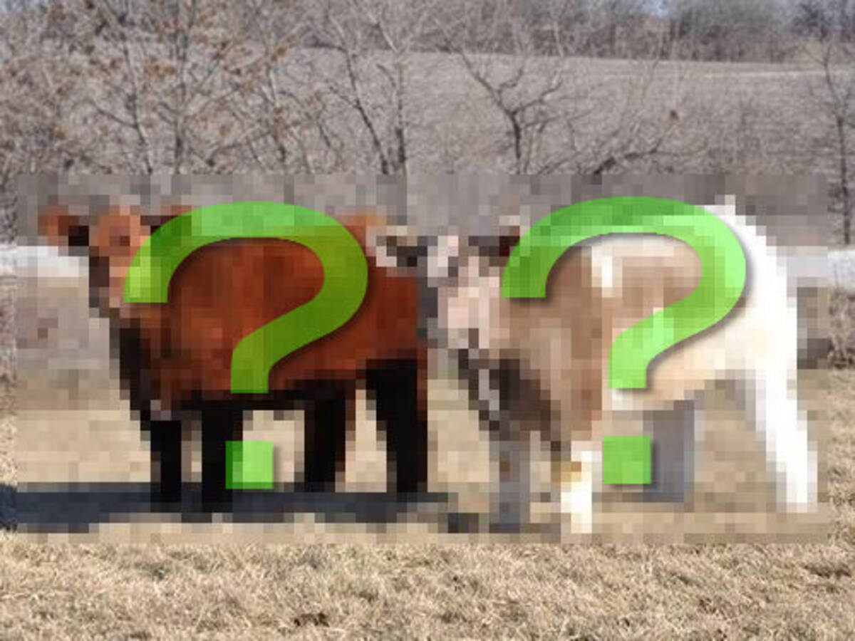 こんなモフモフの牛が存在したなんて 抱きしめたくなるふわふわの毛並み 13年6月11日 エキサイトニュース