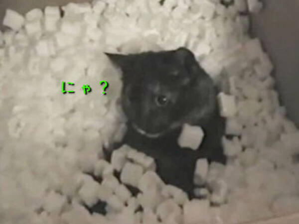笑いが止まらない 発泡スチロールの山から猫をひっぱり出してみた 動画 13年6月23日 エキサイトニュース