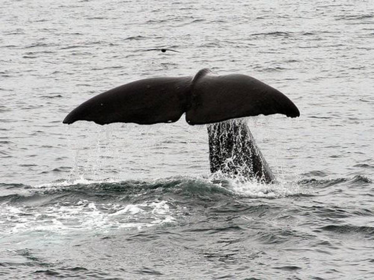 これには驚いた クジラが寝るときはこんな姿勢 という写真 13年8月6日 エキサイトニュース