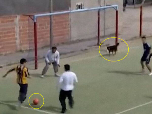 サッカーの試合で見事なゴールを決めたのは なんと犬だった 動画 13年9月10日 エキサイトニュース