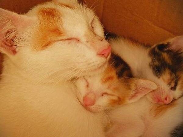 狂おしいほどかわいい 愛情いっぱい動物の親子の写真いろいろ 13年9月12日 エキサイトニュース