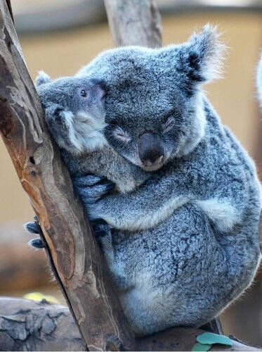 狂おしいほどかわいい 愛情いっぱい動物の親子の写真いろいろ 13年9月12日 エキサイトニュース