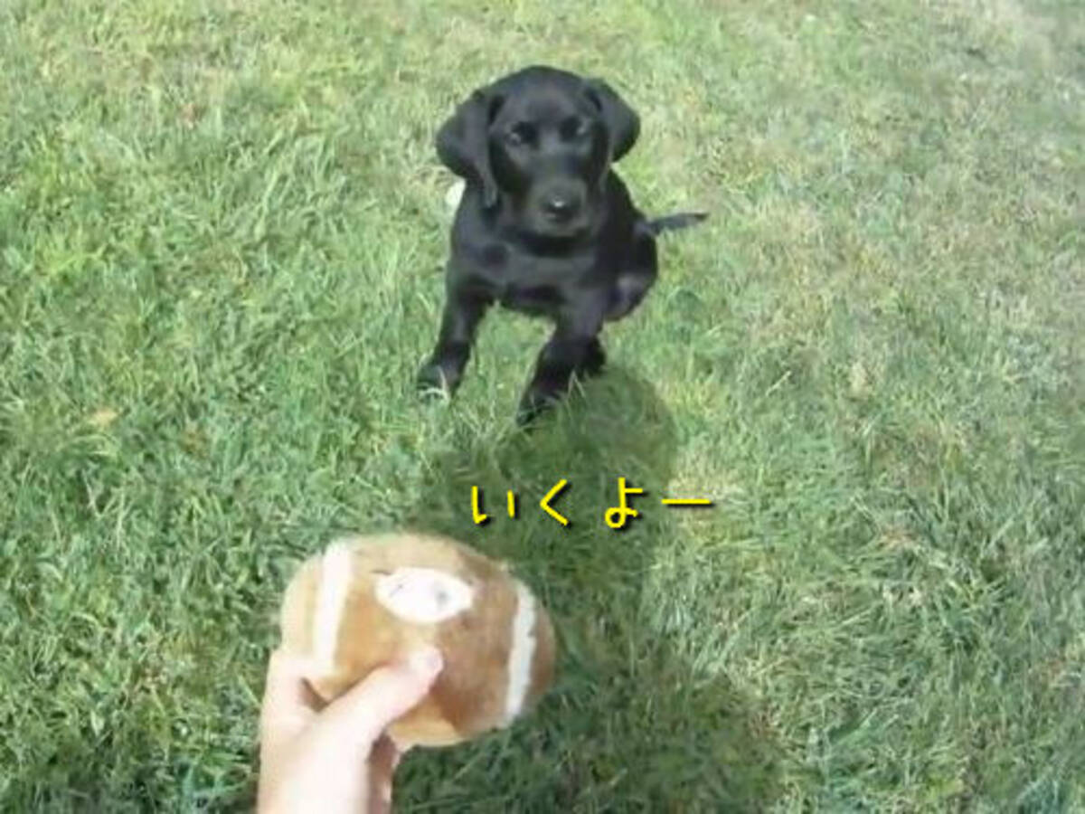 成長の記録 犬がボールをキャッチできるようになるまで 動画 13年10月19日 エキサイトニュース