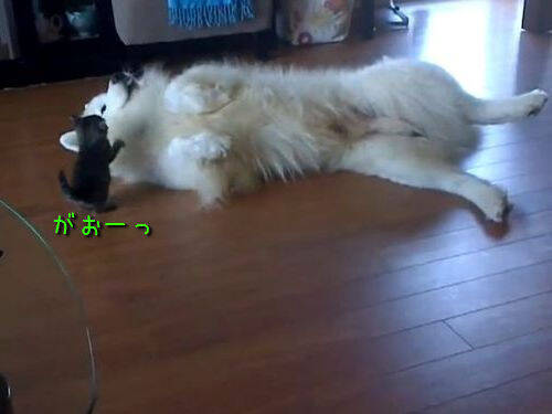 子猫 がおーっ どんな攻撃もドーンと受けて立つサモエド犬 動画 13年11月13日 エキサイトニュース