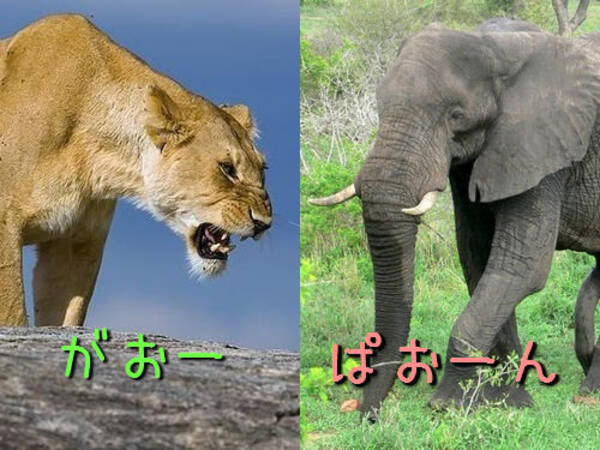 野生のライオンとアフリカゾウが出会ってしまった で どっちが強いの 14年2月7日 エキサイトニュース