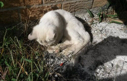 かわいそうな子猫を見つけた 心の準備はできてなかったけど拾って帰ることにした 14年2月16日 エキサイトニュース