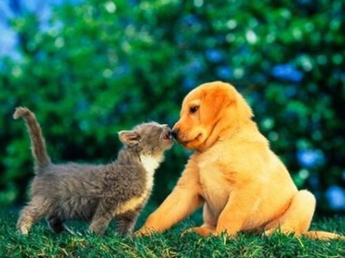 ハートを射抜かれるほどかわいい 動物の赤ちゃんたちの写真16枚 14年2月19日 エキサイトニュース