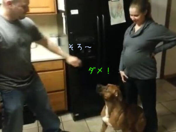 ママにさわっちゃダメ 妊婦のお腹を守る犬 動画 14年2月27日 エキサイトニュース