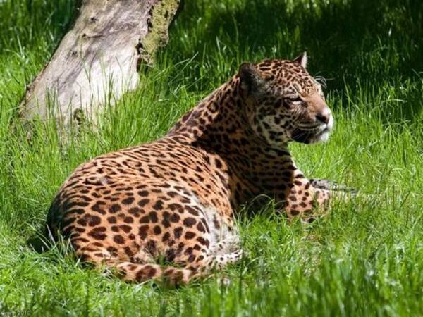 なんとカルバン クラインの香水に 虎 ヒョウ ジャガーからモテモテになる効果があった 野生動物の研究者が愛用 14年3月6日 エキサイトニュース