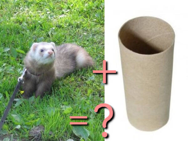 フェレットがトイレットペーパーの芯で遊ぶと えらいことになった 思ってたのと違う写真 14年3月6日 エキサイトニュース