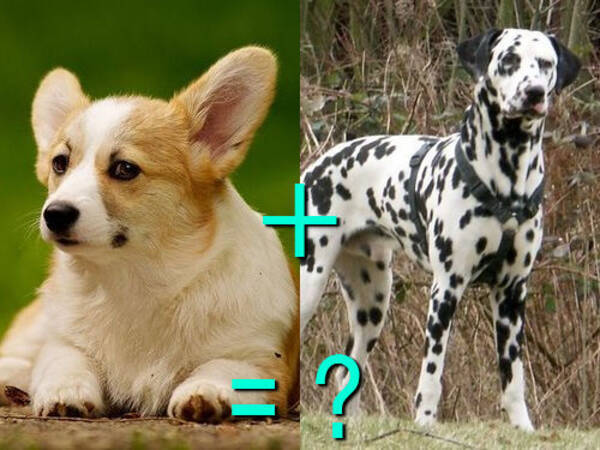 遺伝子すごい 別種の犬をかけあわせたミックス犬 両親と比べた写真21組 14年3月18日 エキサイトニュース