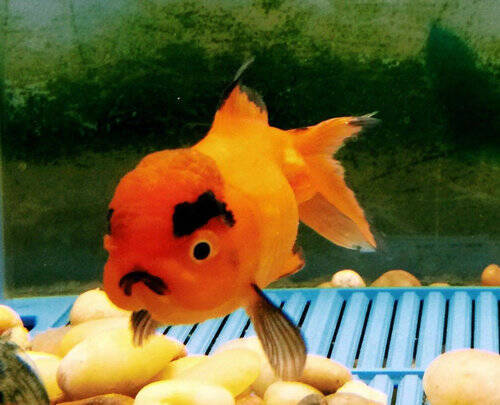 ちょっと見て 今日買ってきた金魚が アングリー金魚 だった 海外掲示板の人気者に 14年3月26日 エキサイトニュース