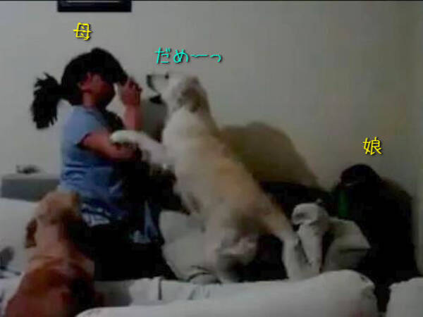 暴力はダメッ 母親が娘を叩こうとすると 犬たちが全力で止める 動画 14年4月13日 エキサイトニュース