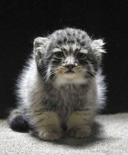 ロシアの野生にはこんな猫がいるのか マヌルネコ の変わった顔立ちが人気を呼ぶ 14年4月18日 エキサイトニュース