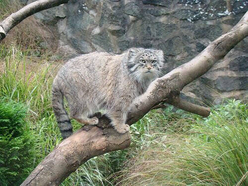 ロシアの野生にはこんな猫がいるのか マヌルネコ の変わった顔立ちが人気を呼ぶ 14年4月18日 エキサイトニュース