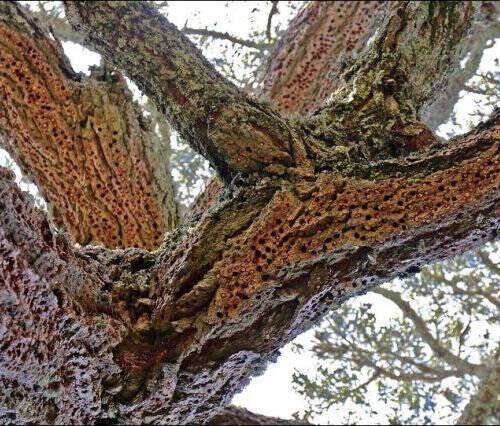 キツツキによって変わり果てた姿となった木がこちら ドングリキツツキ のユニークな習性 14年4月21日 エキサイトニュース