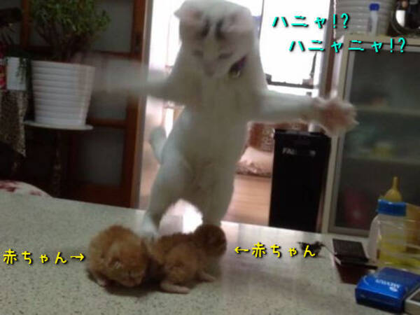 猫 うわーっ 子猫かわいい どう扱っていいかわからず謎のダンスを踊る 動 14年4月27日 エキサイトニュース